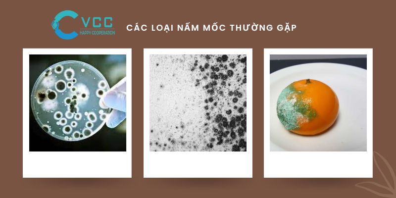 Nấm mốc là gì? Các loại nấm mốc