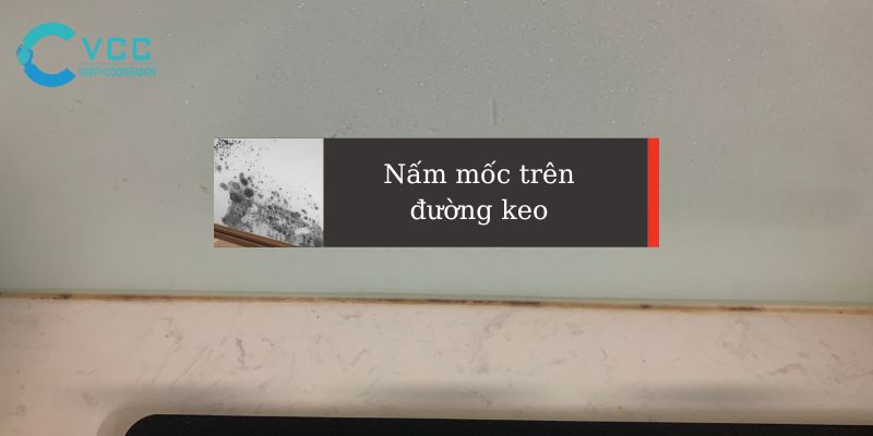 Nấm Mốc là gì? Nấm Mốc trên đường keo