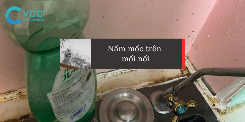 Nấm Mốc là gì? Nấm Mốc trên mối nối