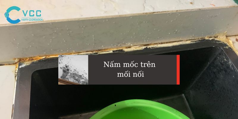 Nấm Mốc là gì? Nấm Mốc trên mối nối